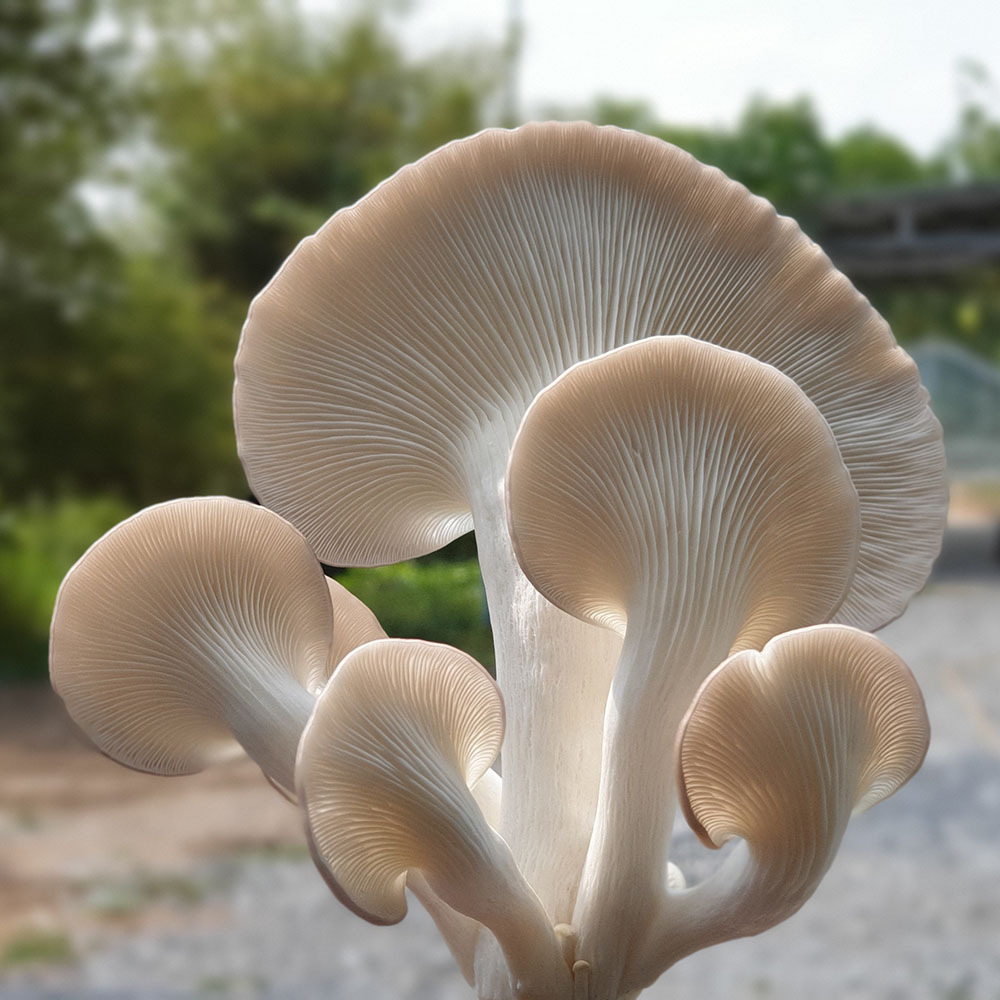 (HỘ KINH DOANH) TRƯƠNG THỊ NGUYỀN