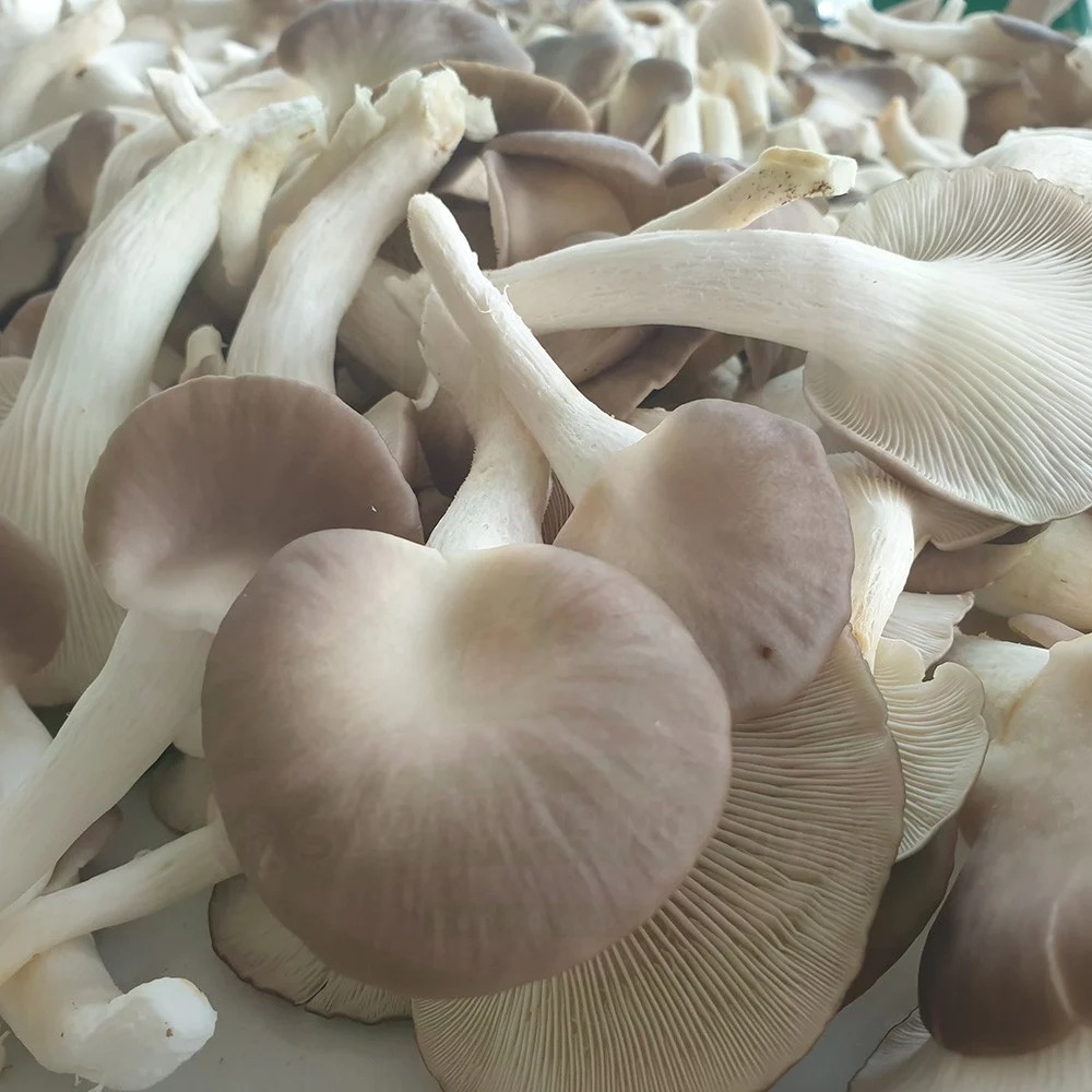 (HỘ KINH DOANH) TRƯƠNG THỊ NGUYỀN