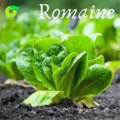 (HỘ KINH DOANH) TRƯƠNG THỊ NGUYỀN